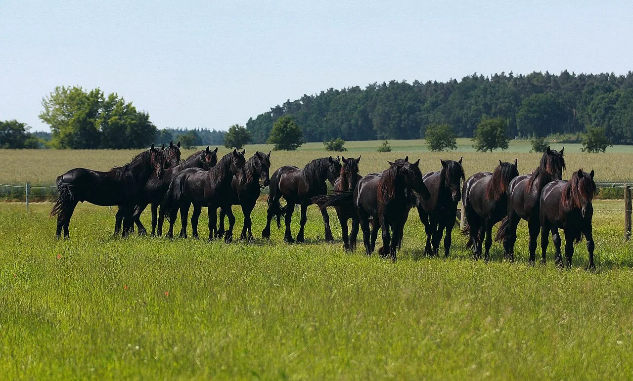 Friesian — horse breed