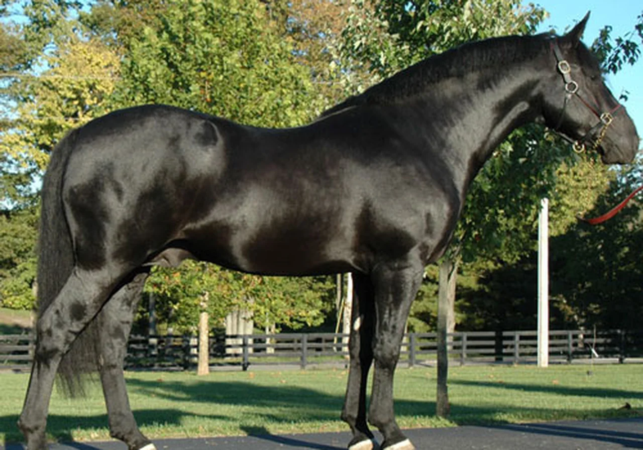 Irish Draught — horse breed