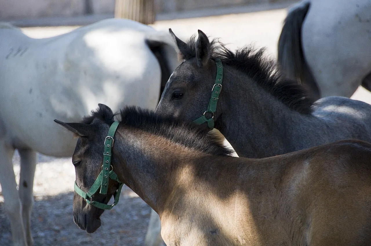 Lipizzan — horse breed