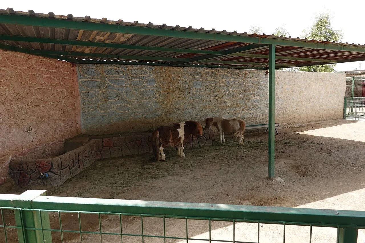 Miniature Horse — horse breed