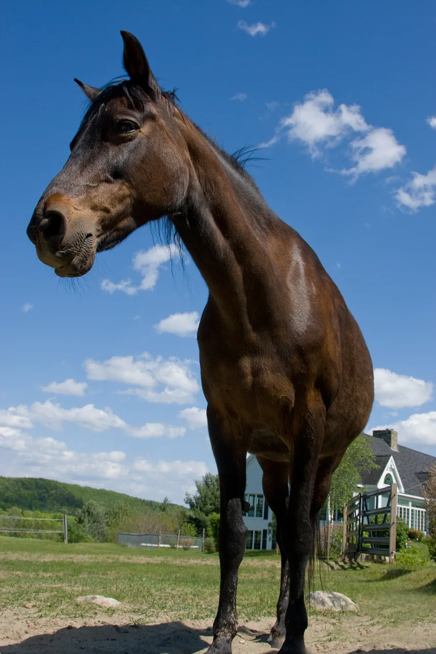 Morgan — horse breed