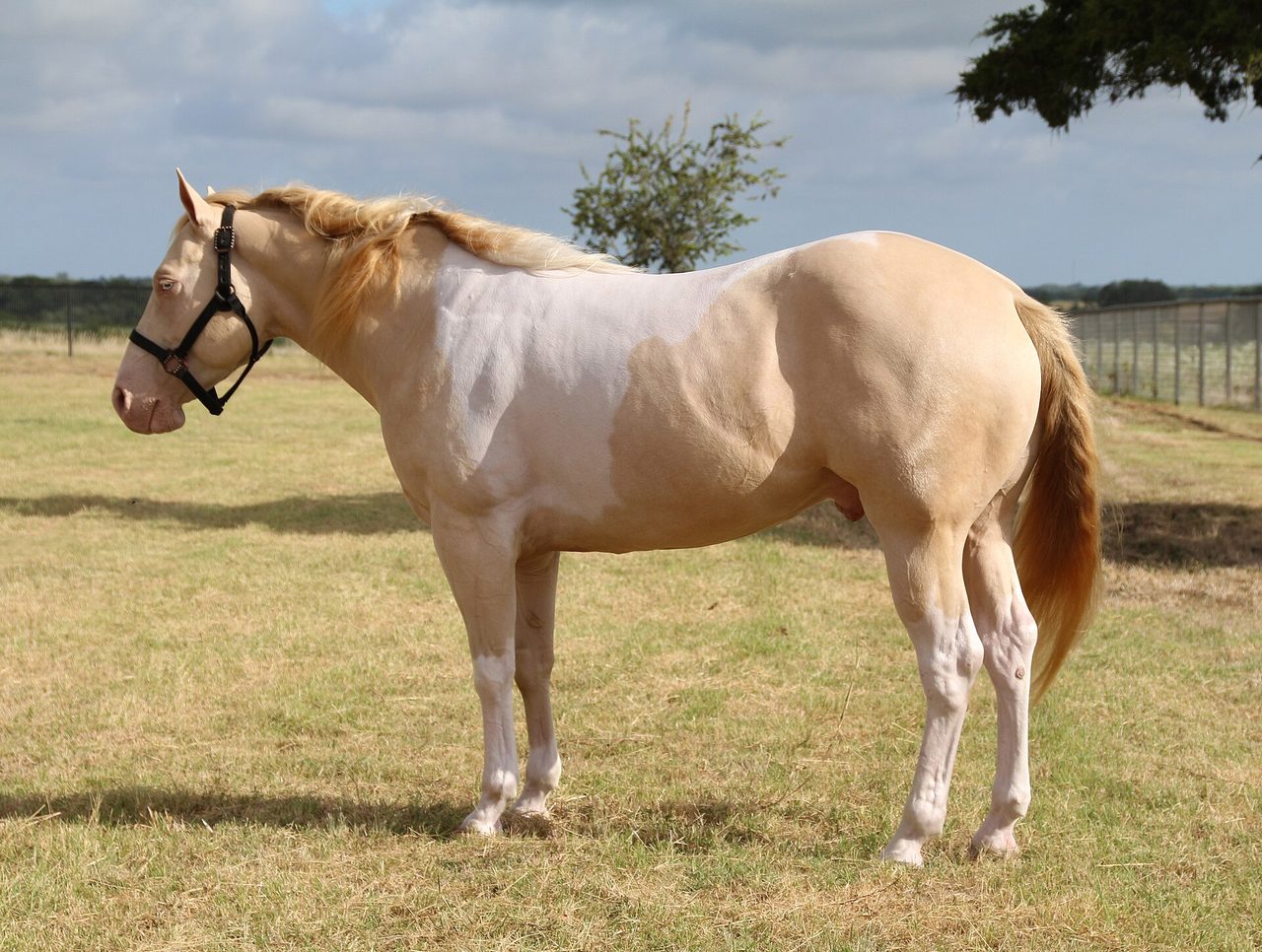 Paint Horse — horse breed