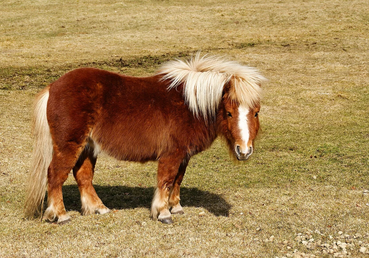 Shetland Pony — horse breed