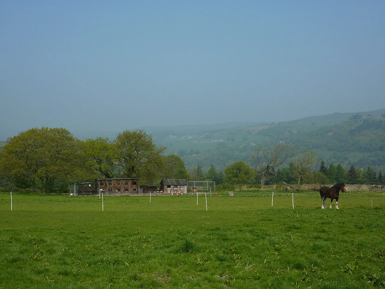 Shire — horse breed