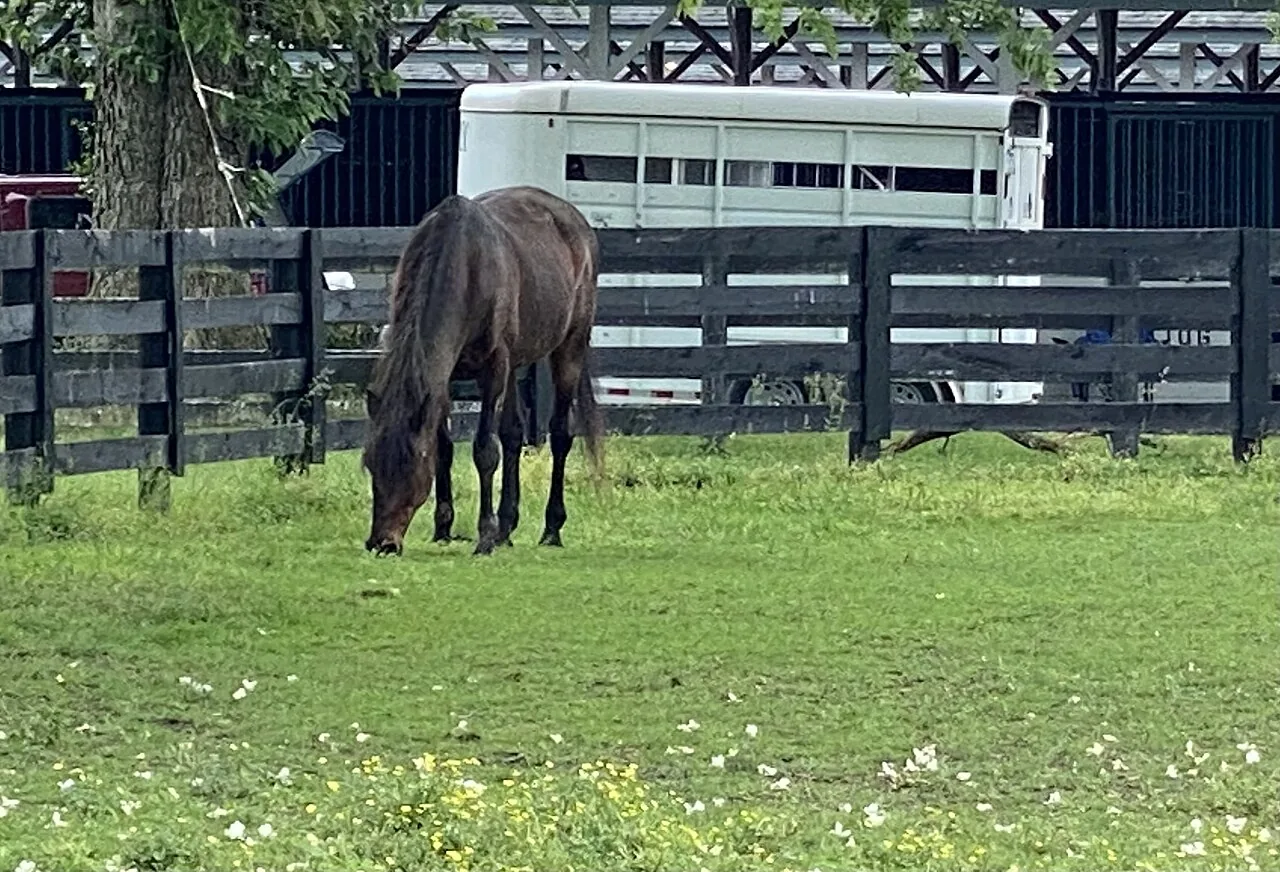 Standardbred — horse breed