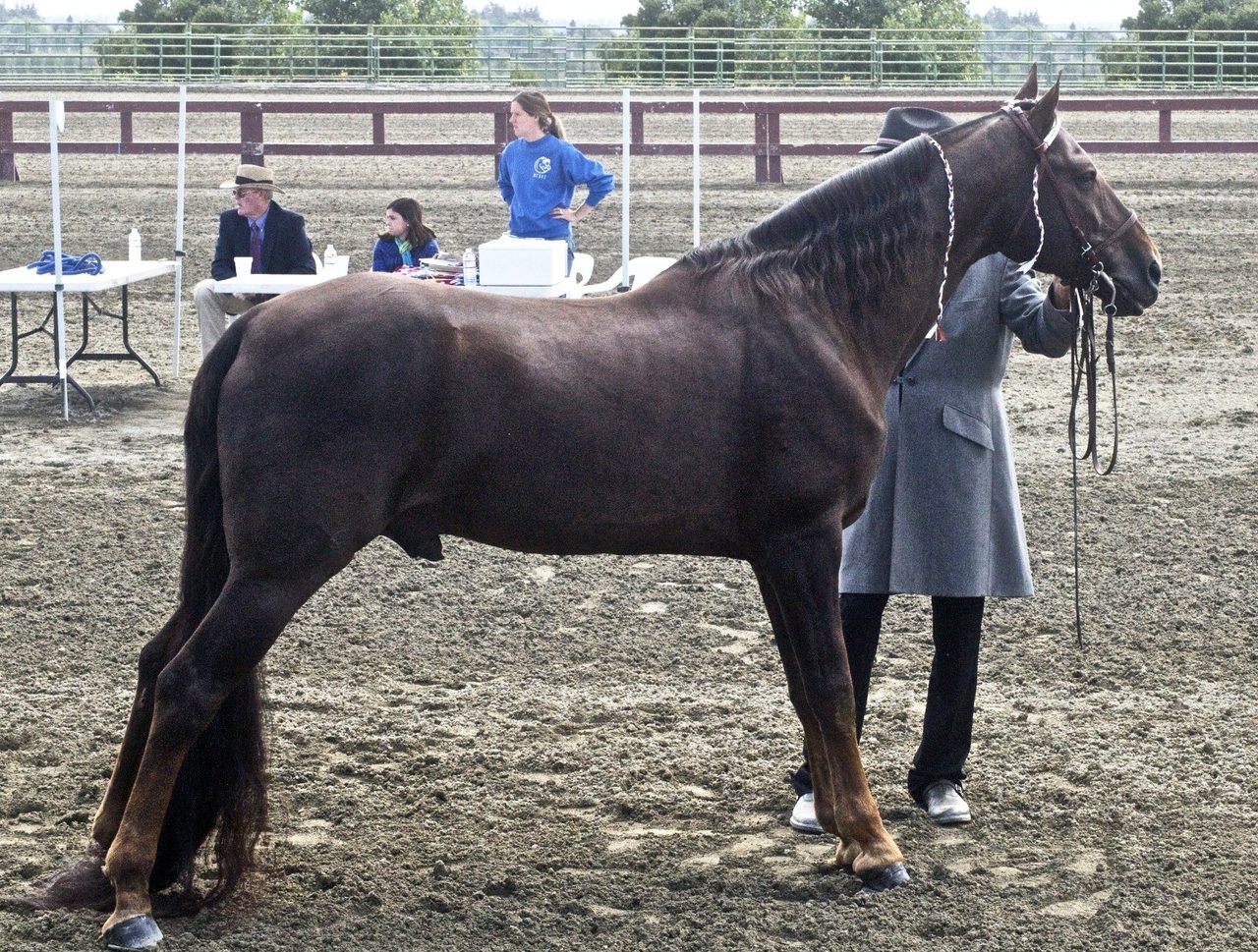 Tennessee Walking Horse — horse breed