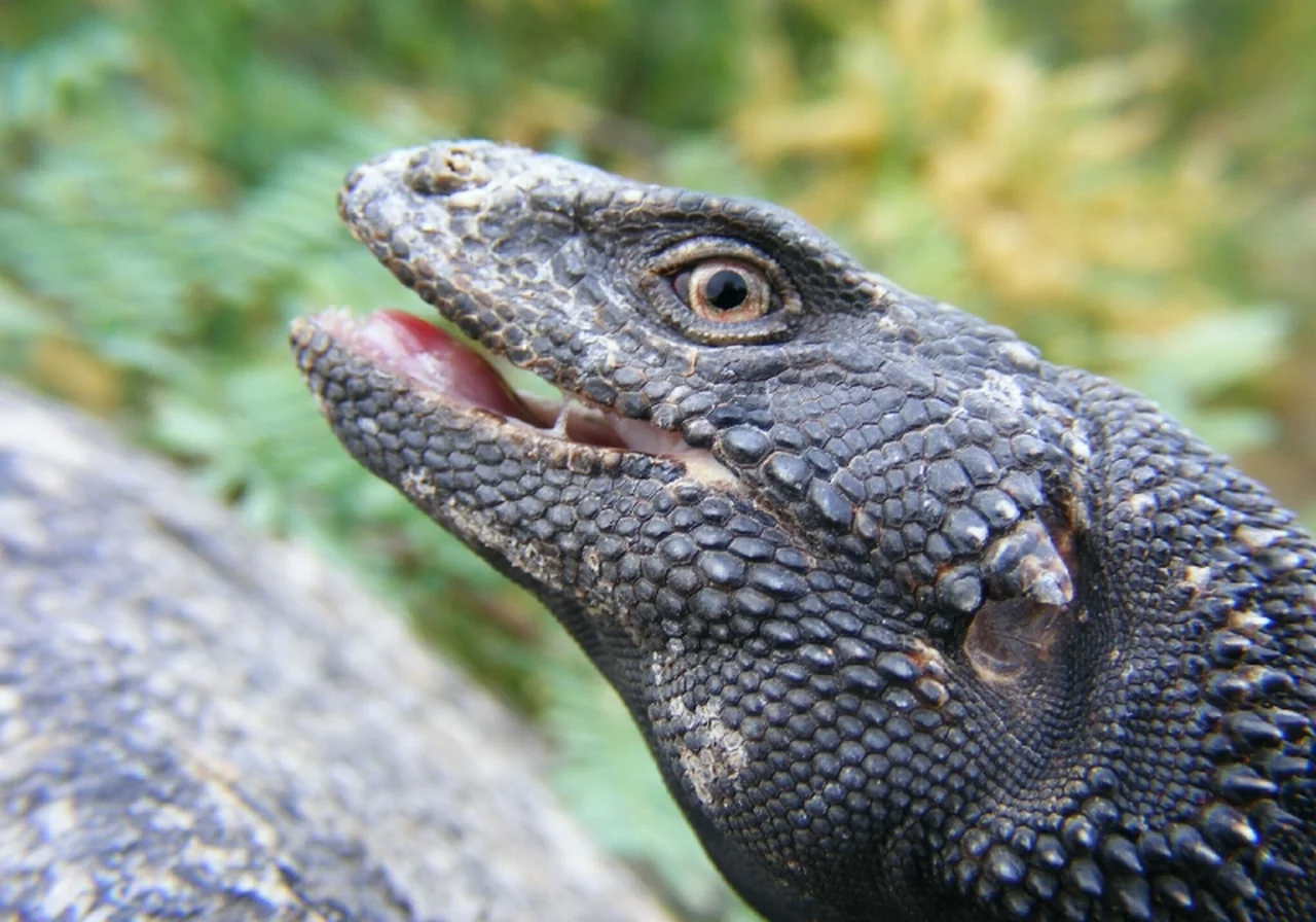 Chuckwalla — iguana species