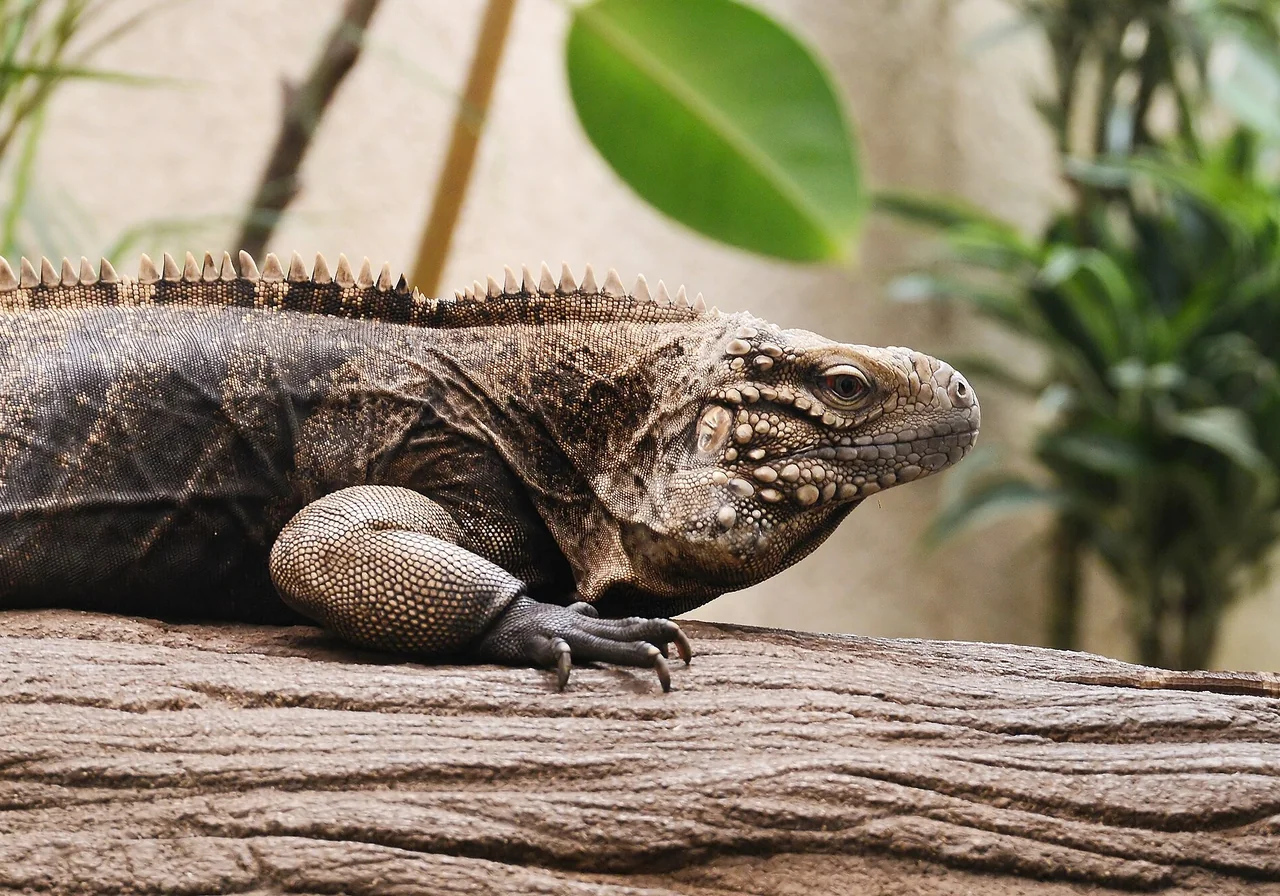 Cuban Rock Iguana — iguana species