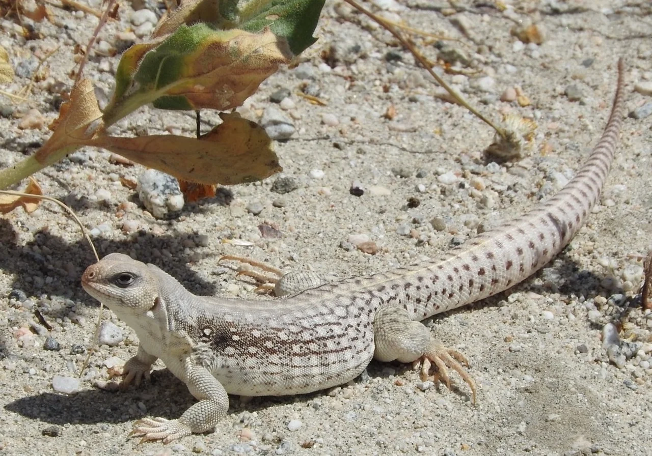 Desert Iguana — iguana species
