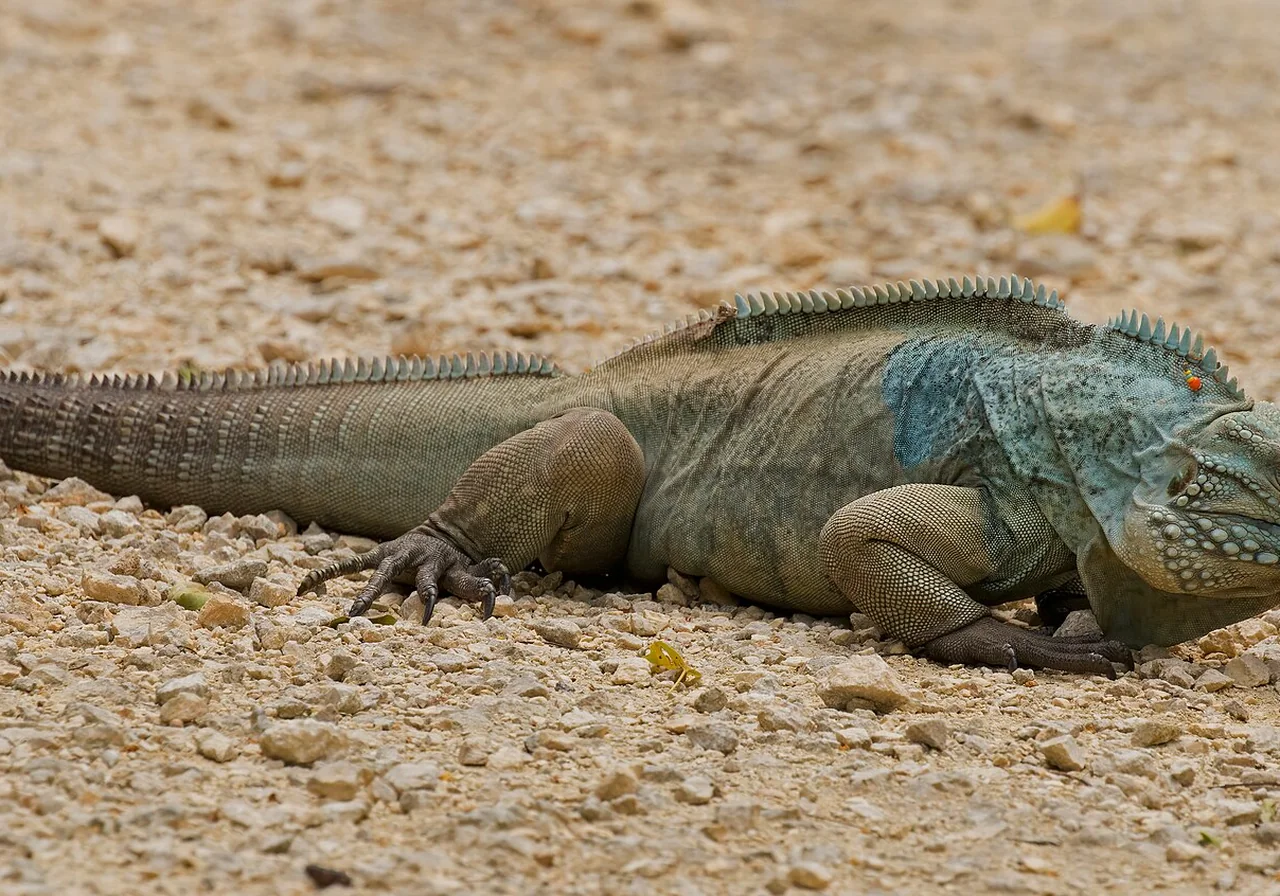 Grand Cayman Blue Iguana — iguana species