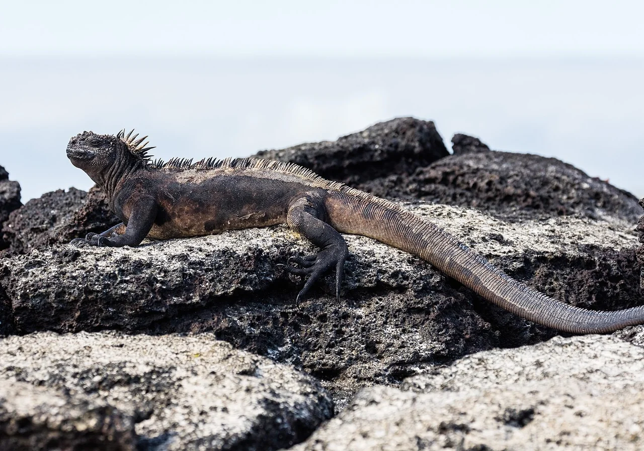 Marine Iguana — iguana species