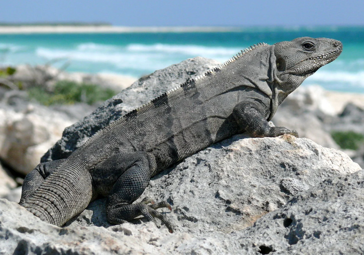 Spiny-tailed Iguana — iguana species