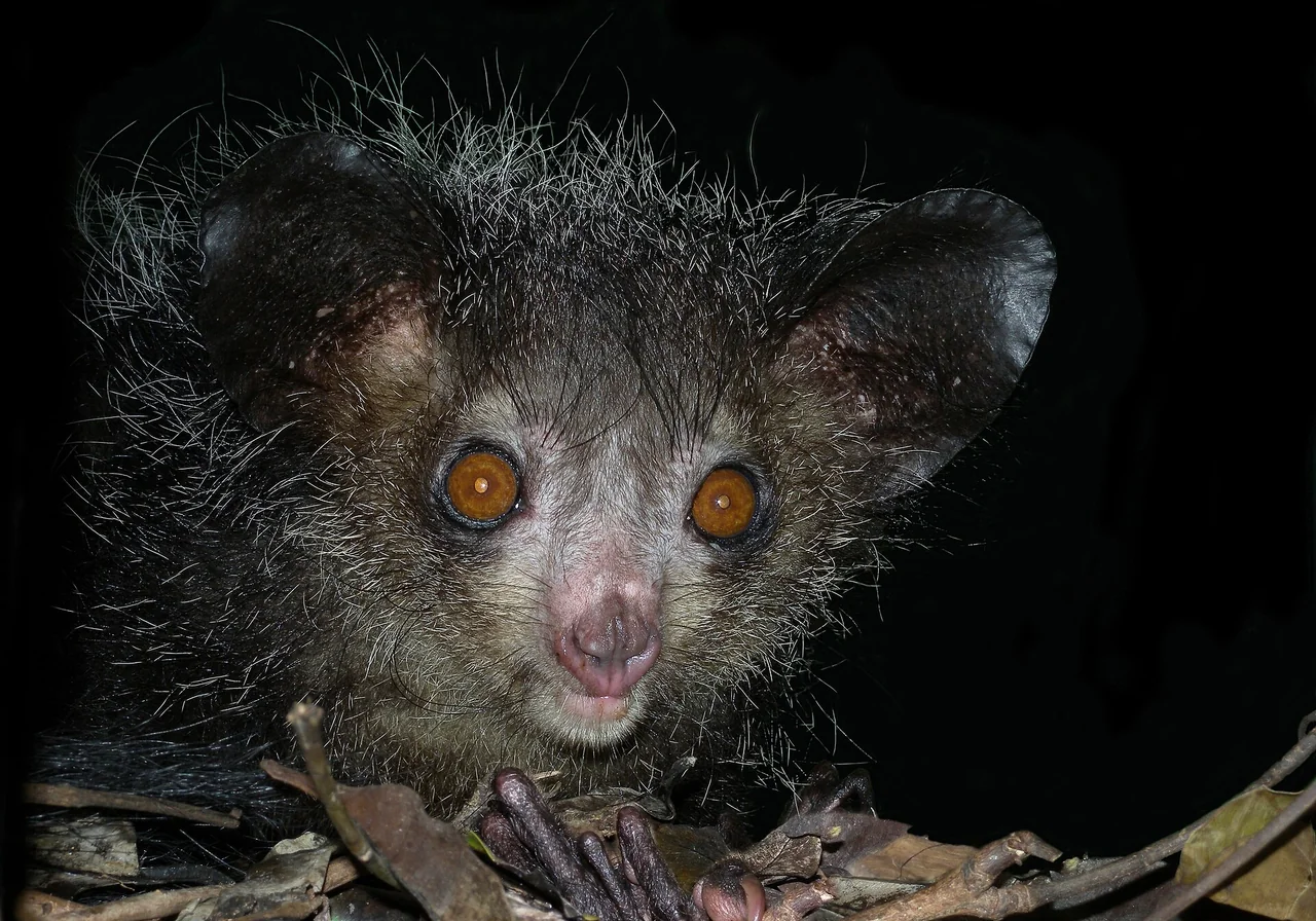 Aye-aye — lemur species