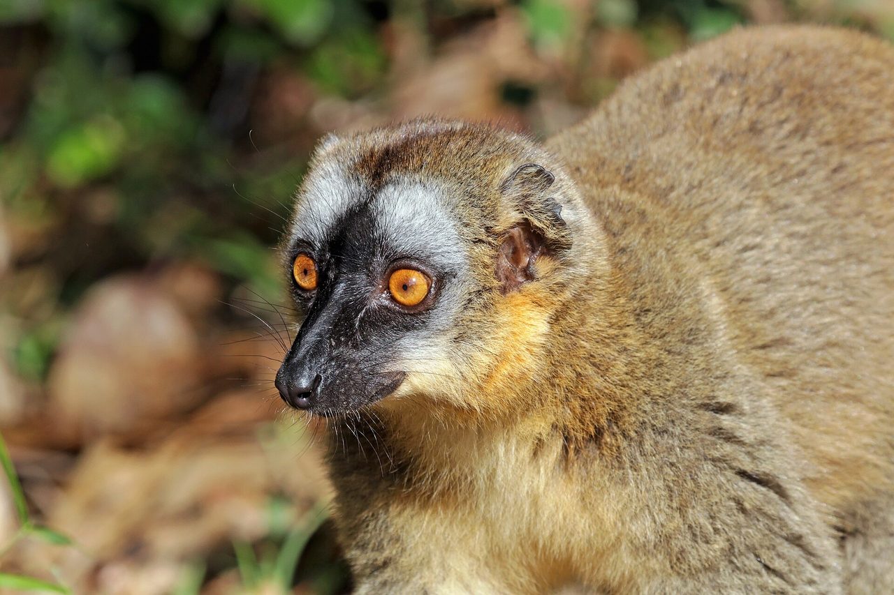 Brown Lemur — lemur species