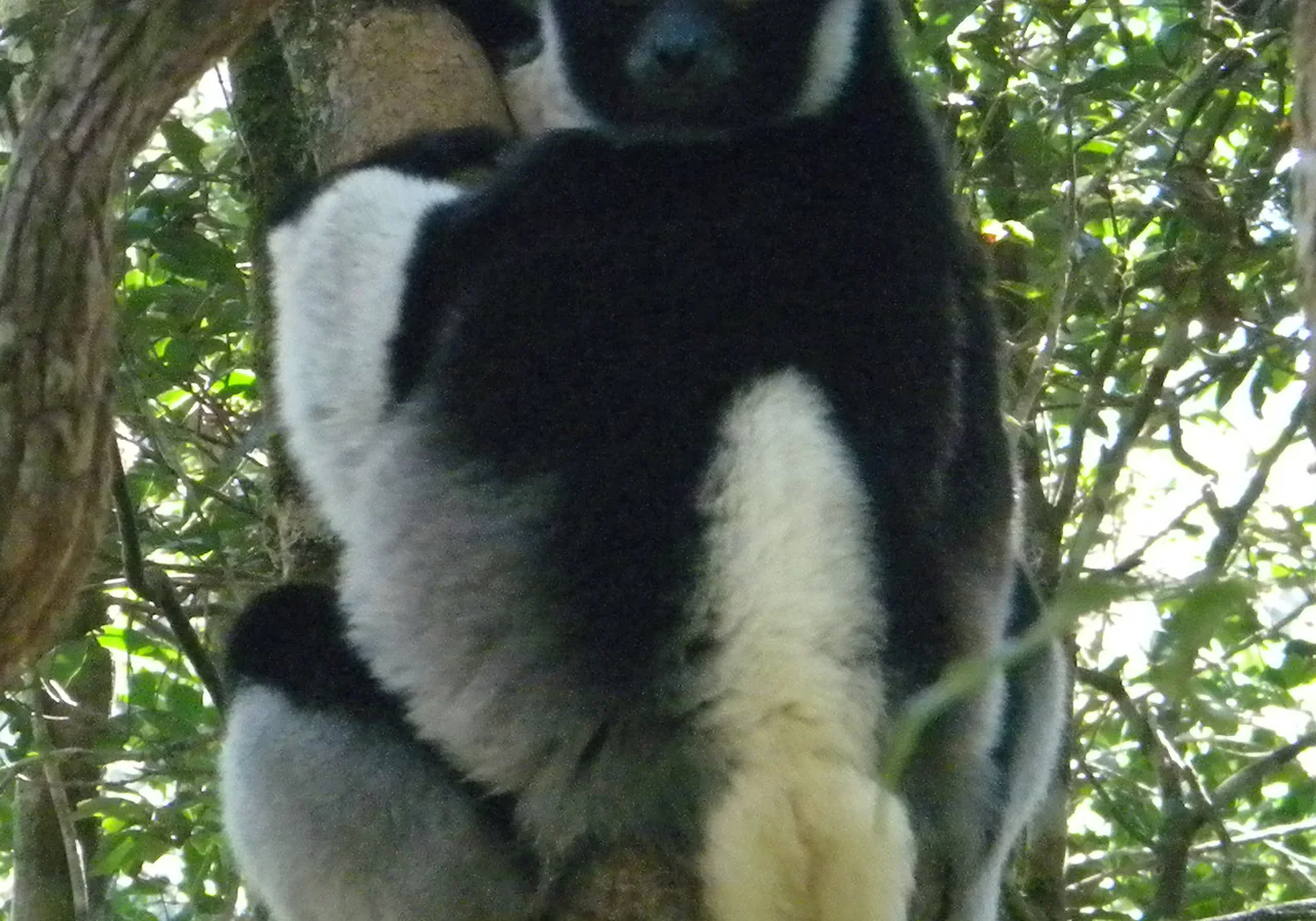 Indri — lemur species