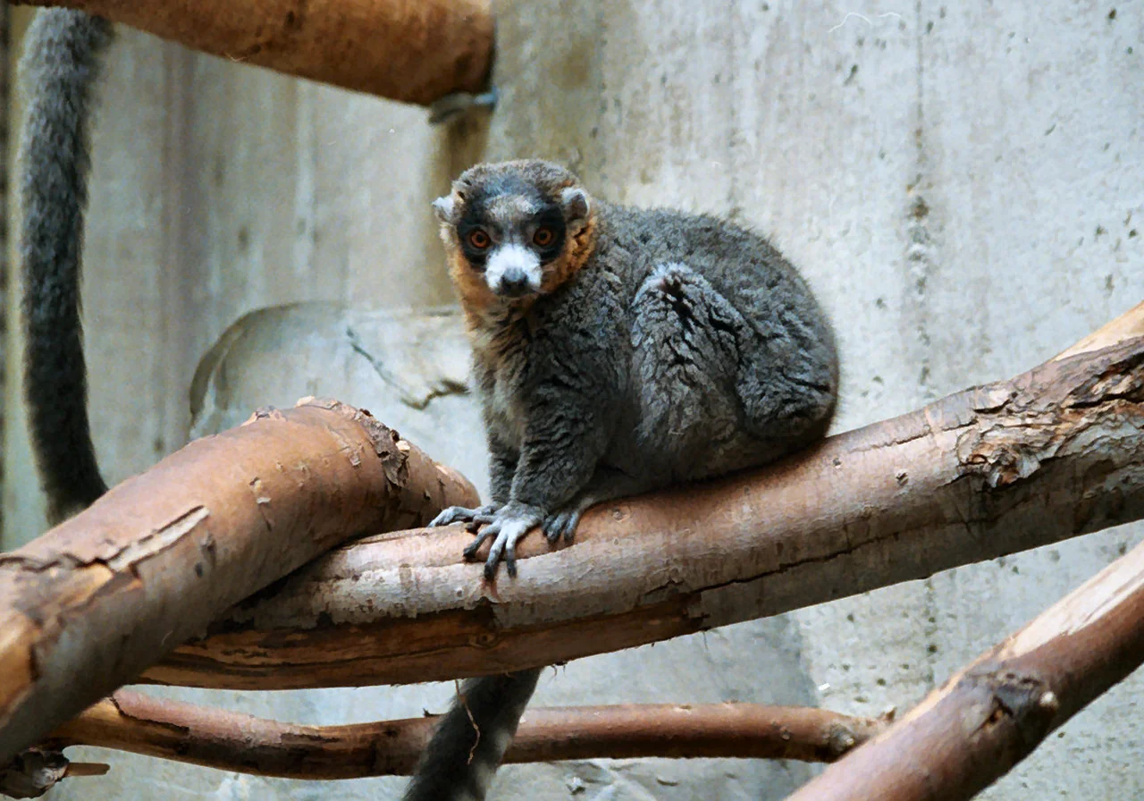Mongoose Lemur — lemur species