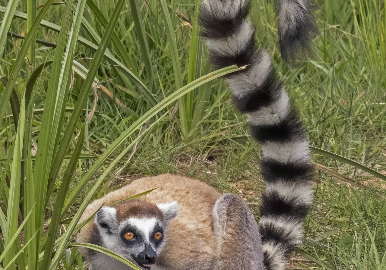 Ring-tailed Lemur — lemur species