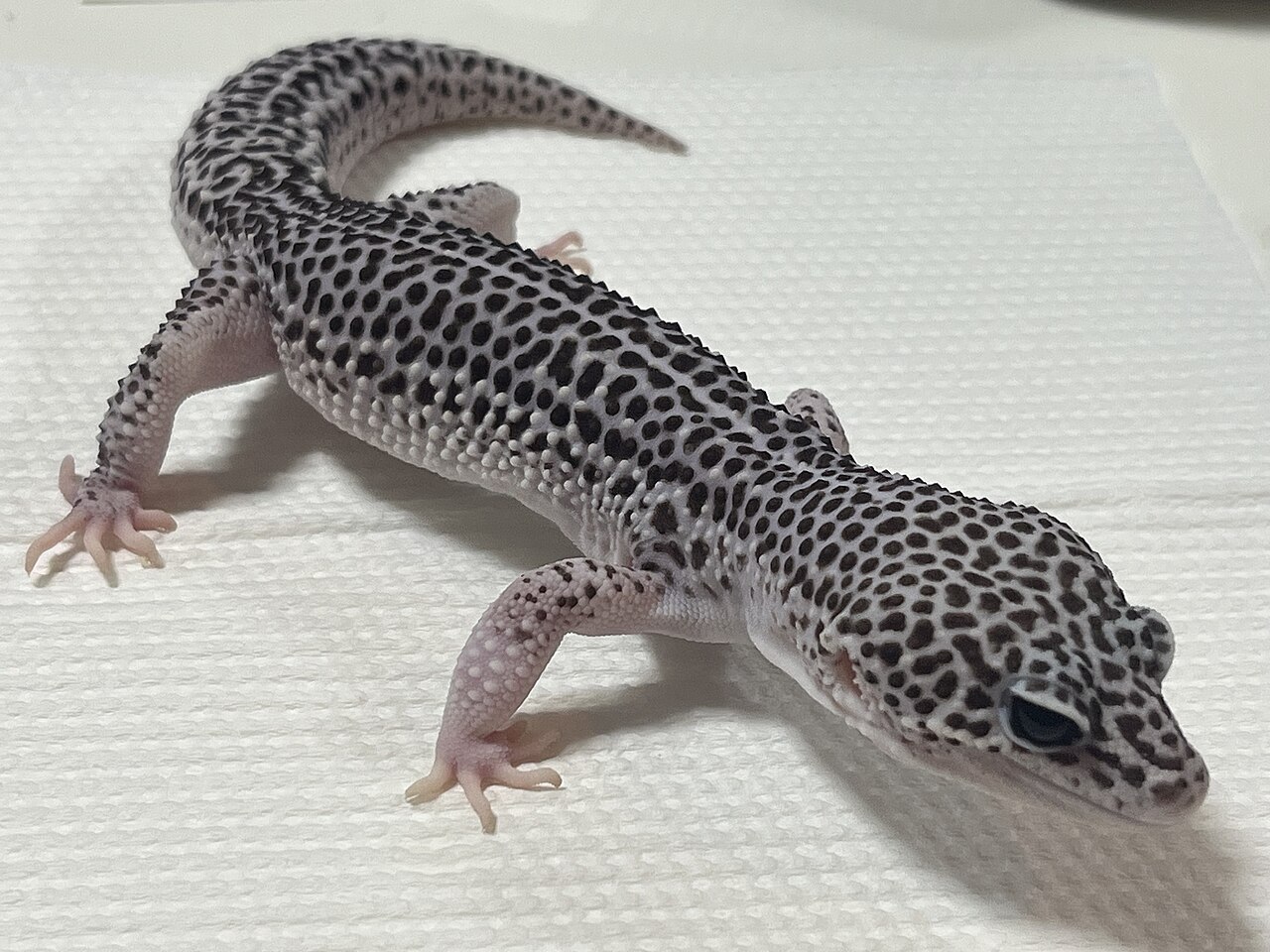 Mack Snow — leopard gecko morph