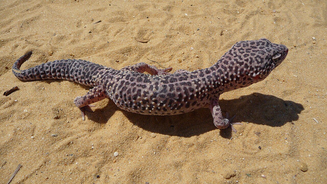 Normal (Wild Type) — leopard gecko morph