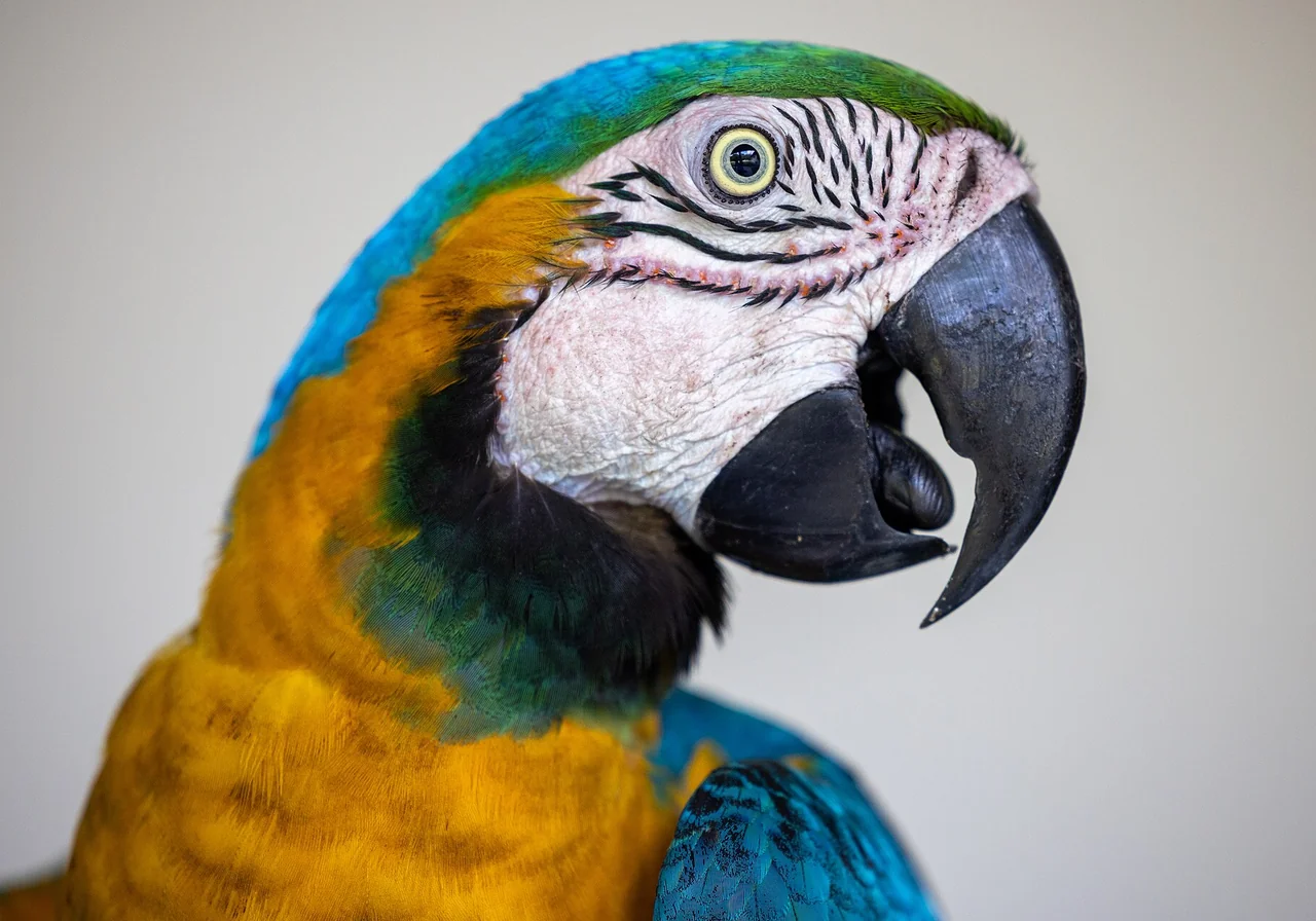 Blue-and-Gold Macaw — macaw species