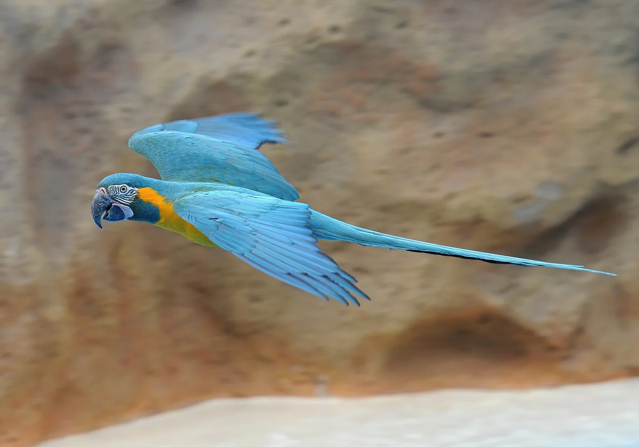 Blue-Throated Macaw — macaw species