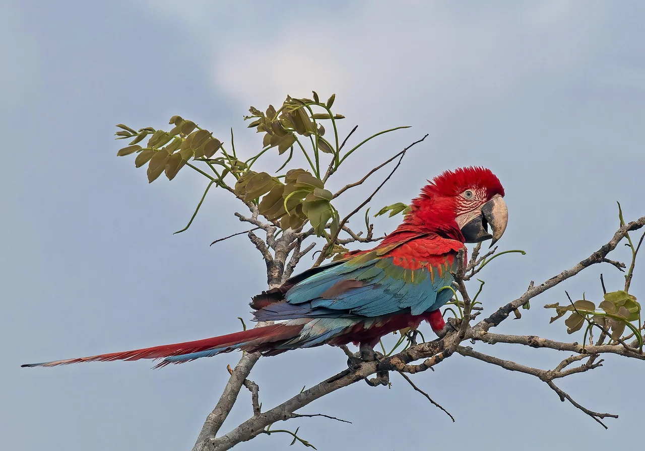 Green-Winged Macaw — macaw species