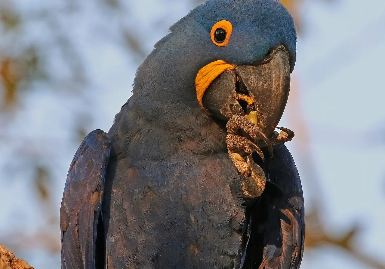 Hyacinth Macaw — macaw species