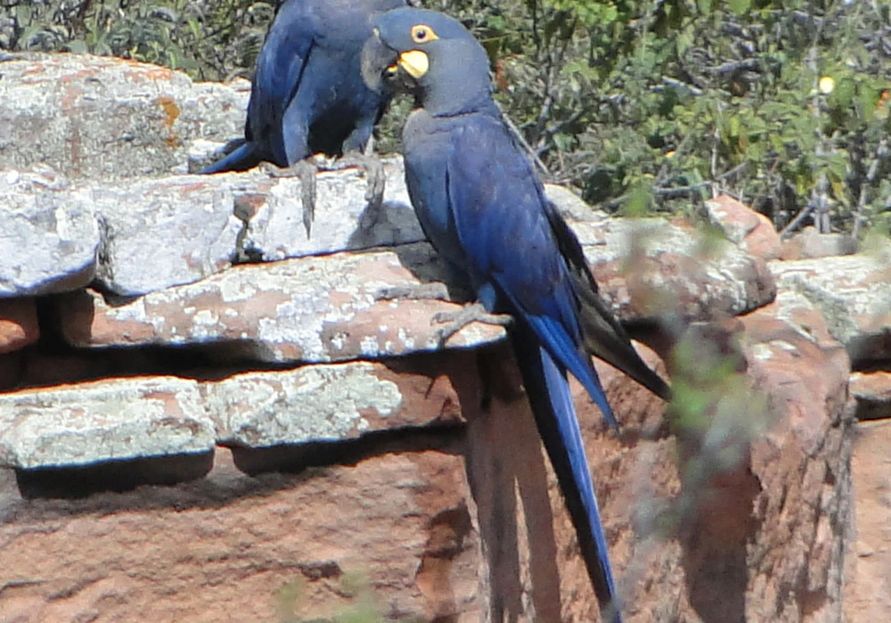 Lear's Macaw — macaw species