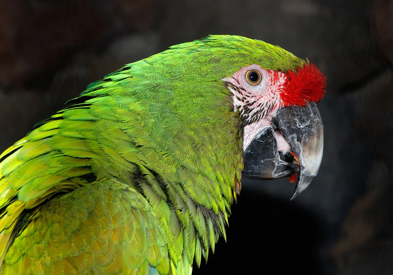 Military Macaw — macaw species
