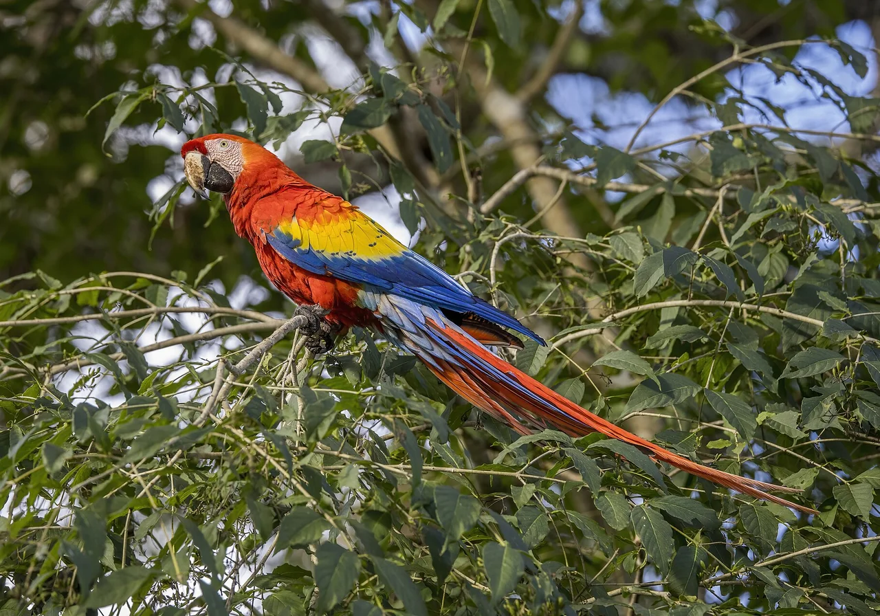 Scarlet Macaw — macaw species
