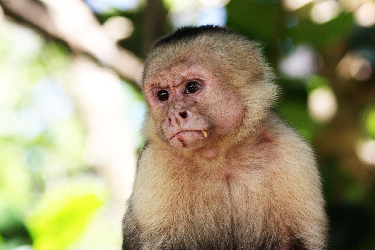 Capuchin Monkey — monkey species