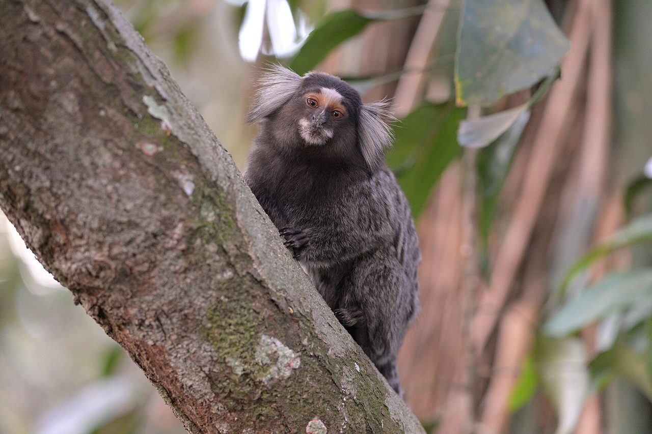 Common Marmoset — monkey species