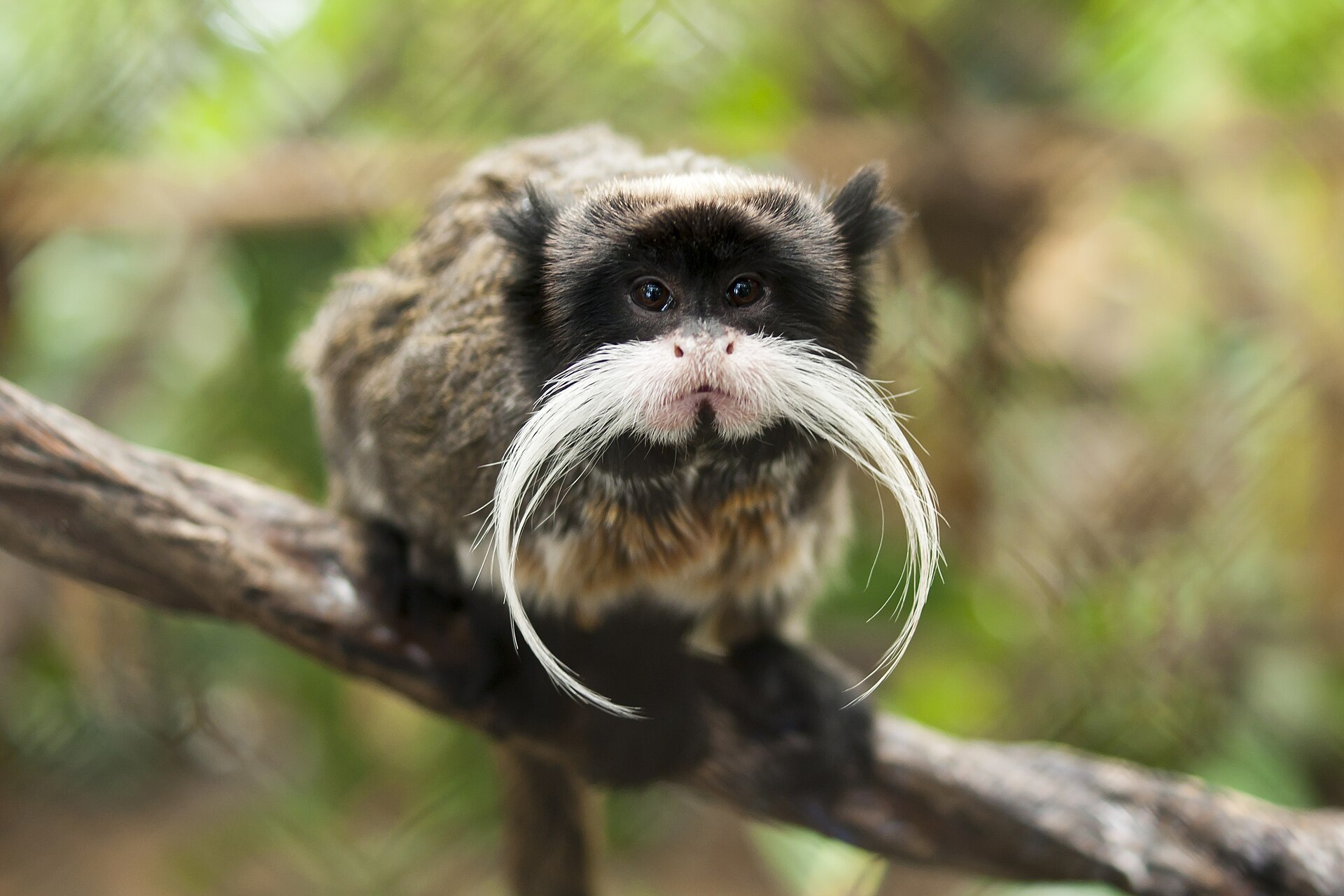 Emperor Tamarin — monkey species