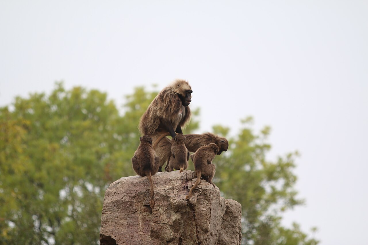 Gelada — monkey species