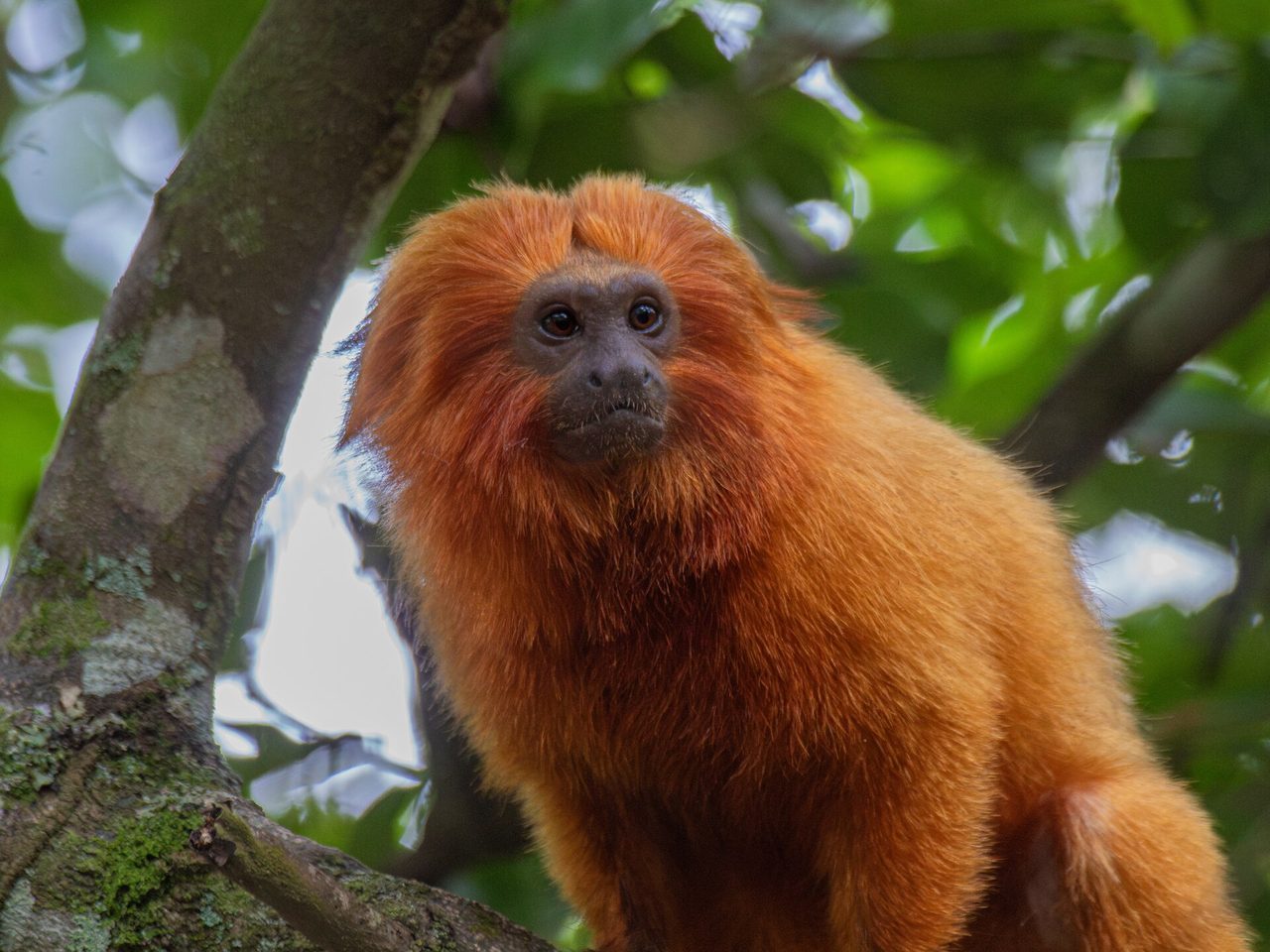 Golden Lion Tamarin — monkey species