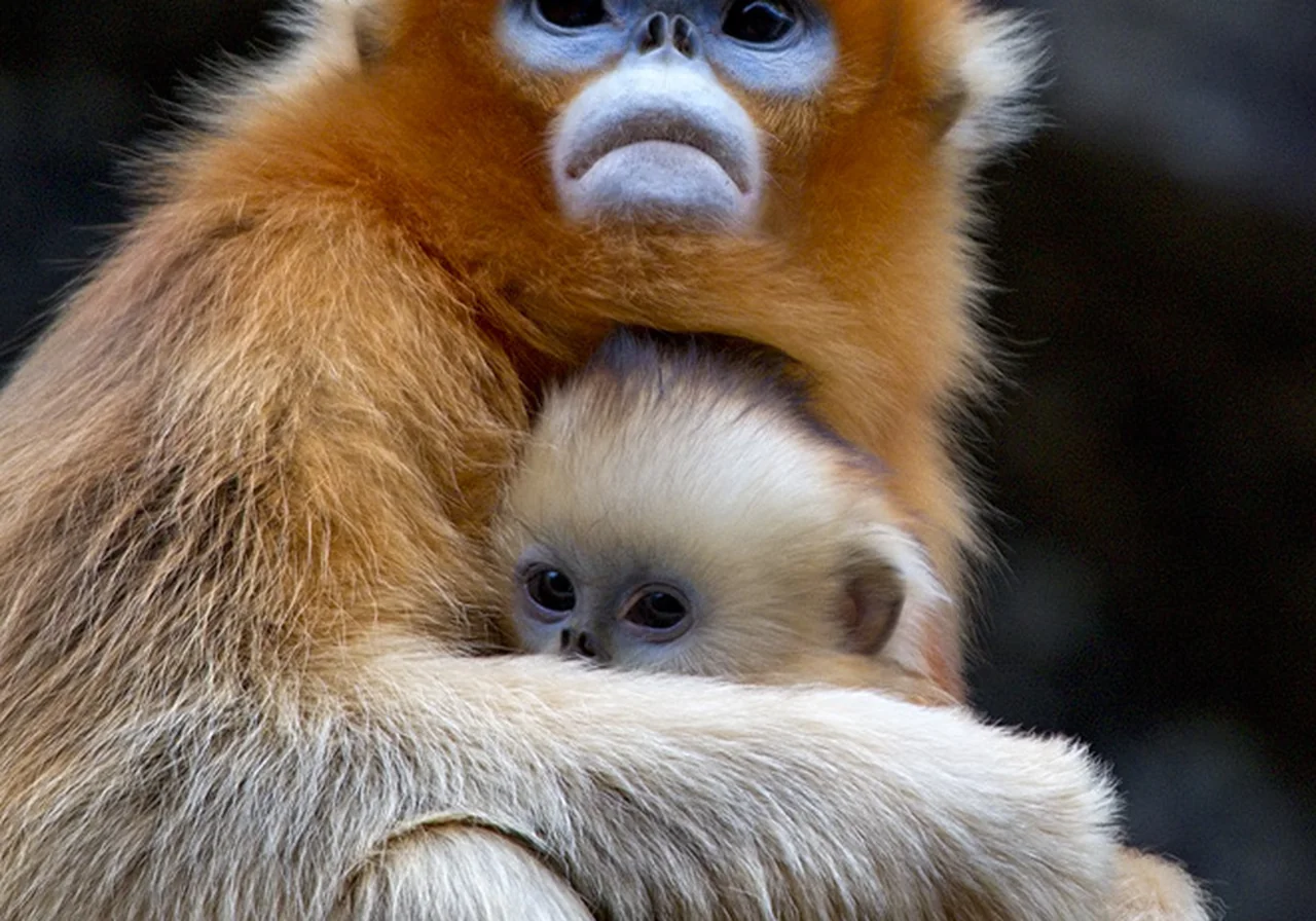 Golden Snub-Nosed Monkey — monkey species