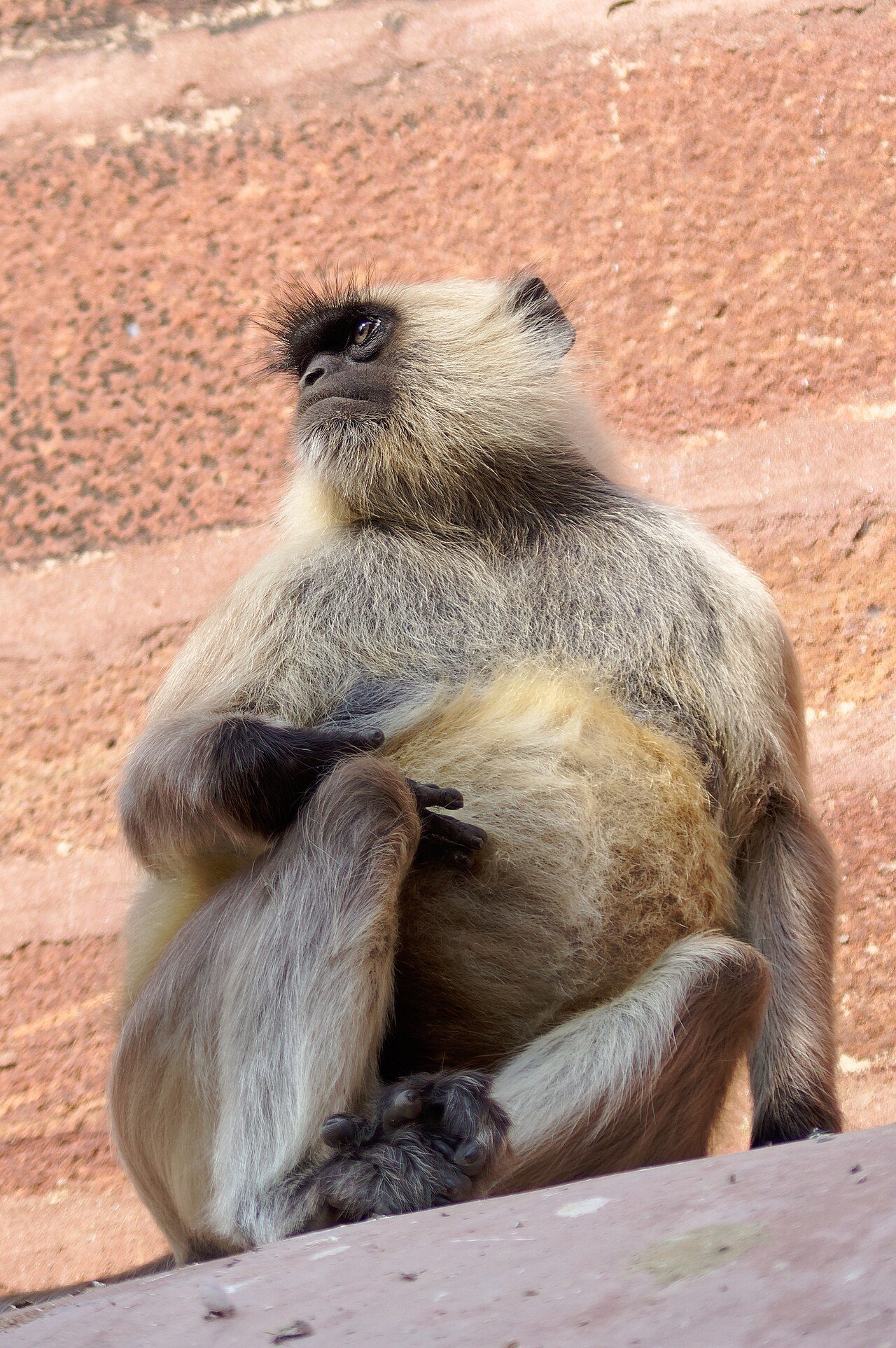 Hanuman Langur — monkey species