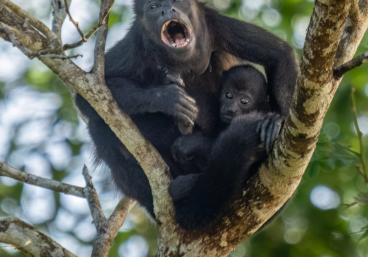 Howler Monkey — monkey species