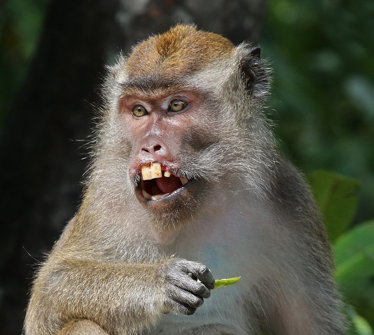 Long-tailed Macaque — monkey species