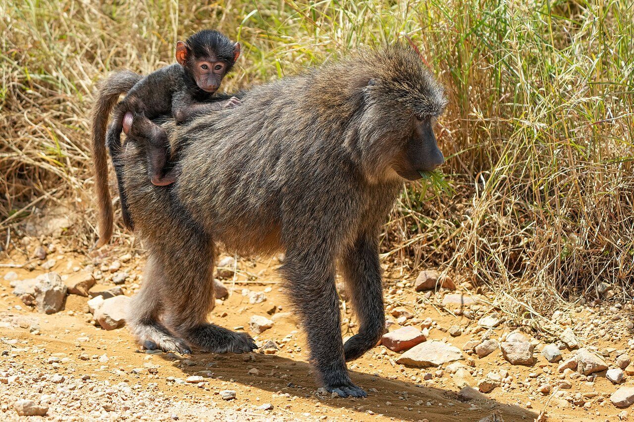 Olive Baboon — monkey species