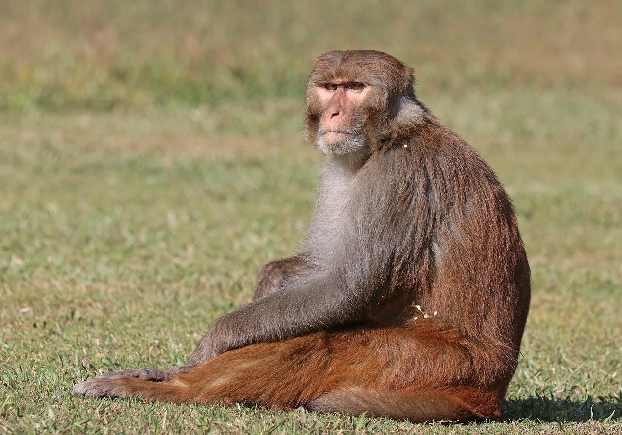 Rhesus Macaque — monkey species