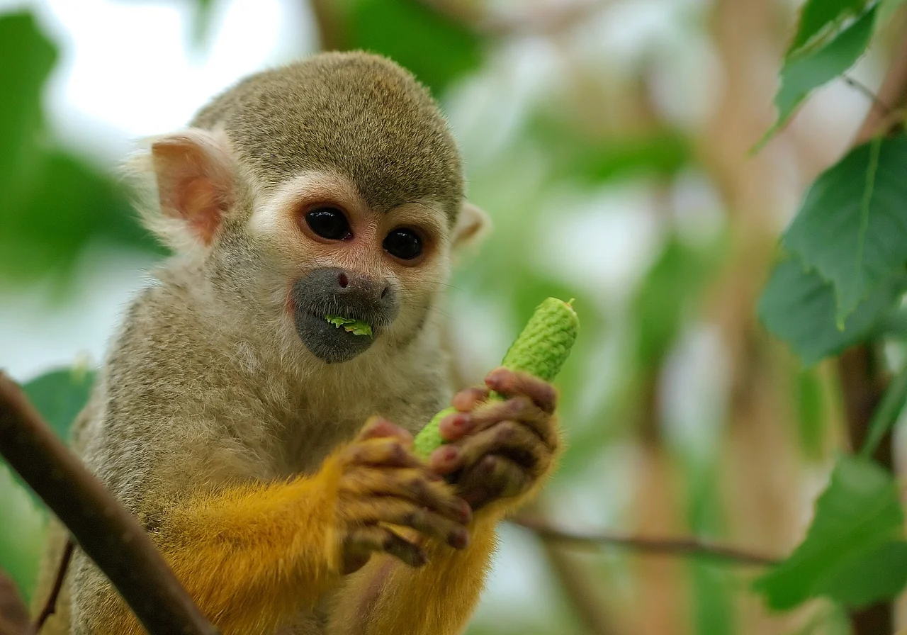 Squirrel Monkey — monkey species