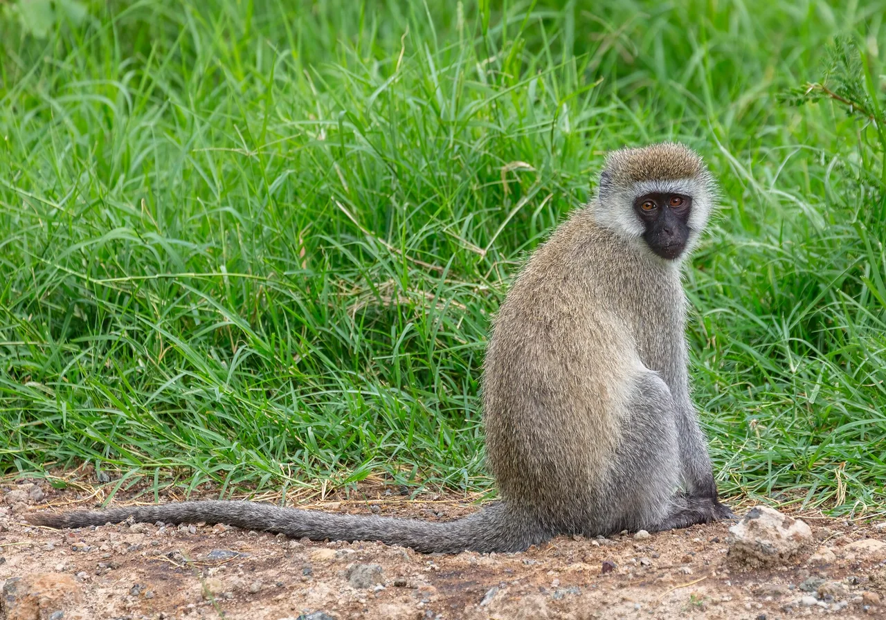 Vervet Monkey — monkey species
