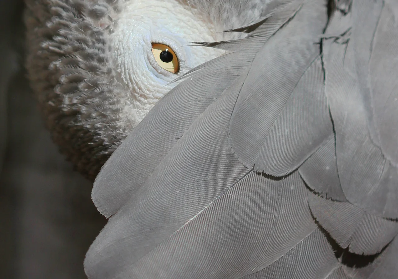 African Grey Parrot — parrot species