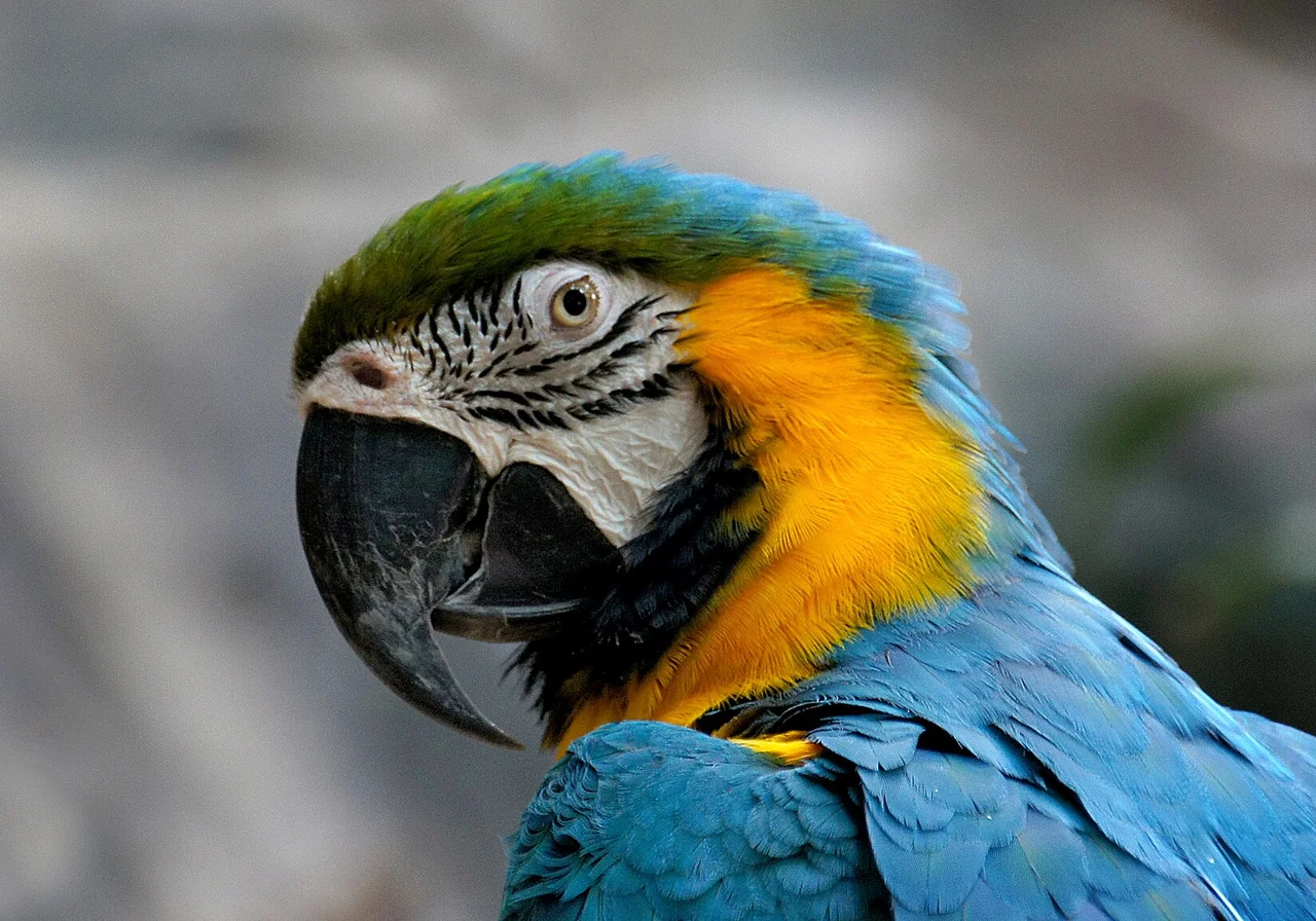 Blue-and-Gold Macaw — parrot species