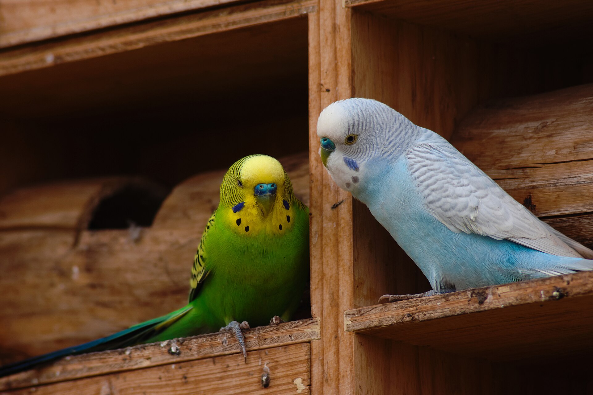 Budgerigar — parrot species