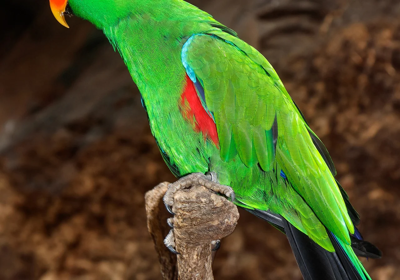Eclectus Parrot — parrot species