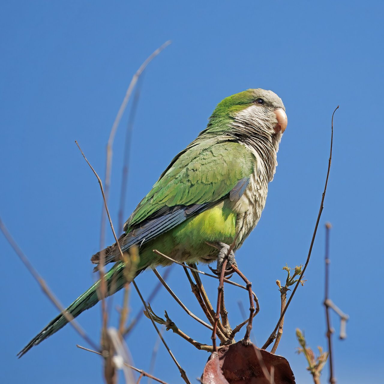 Quaker Parrot — parrot species