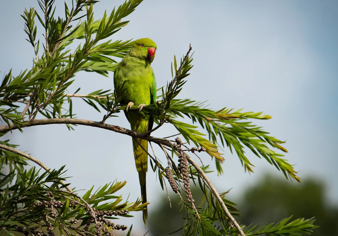 Ring-necked Parakeet — parrot species