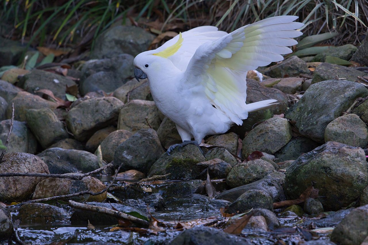 Sulphur-crested Cockatoo — parrot species